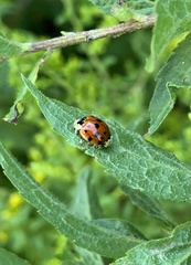 Hesperomyces harmoniae
