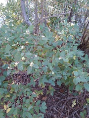 Symphoricarpos albus