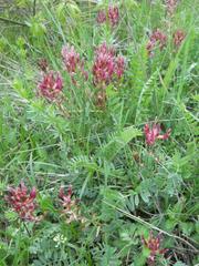 Astragalus bungeanus