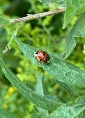 Hesperomyces harmoniae