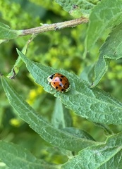 Hesperomyces harmoniae
