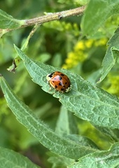 Hesperomyces harmoniae