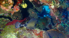 Lactophrys triqueter