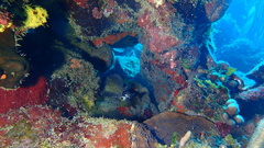 Lactophrys triqueter