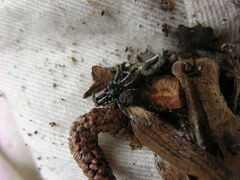 Bassaniana utahensis