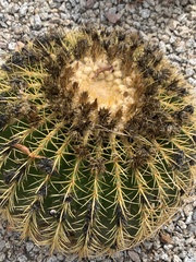 Kroenleinia grusonii