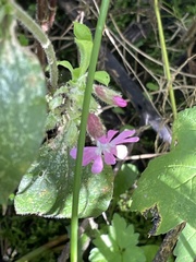 Silene dioica