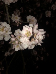 Prunus amygdalus