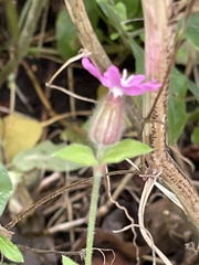 Silene dioica