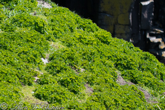 Ligusticum scothicum