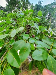 Copaifera langsdorffii