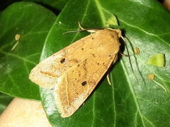 Agrochola macilenta