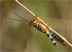 Zebratula flavonigra