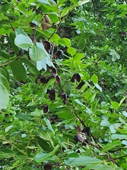 Copaifera langsdorffii
