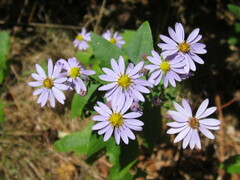 Symphyotrichum undulatum