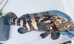 Epinephelus itajara
