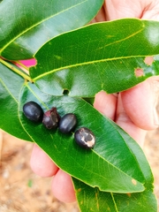 Copaifera langsdorffii