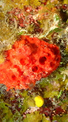 Batzella rubra