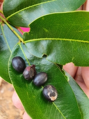 Copaifera langsdorffii