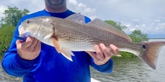 Sciaenops ocellatus