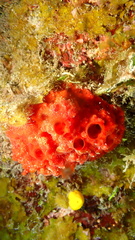 Batzella rubra