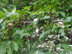 Copaifera langsdorffii