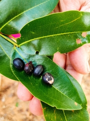 Copaifera langsdorffii
