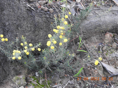 Acacia aculeatissima