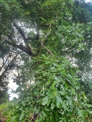 Copaifera langsdorffii