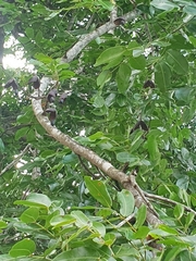 Copaifera langsdorffii