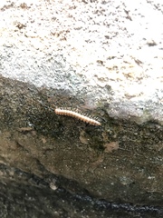 Polydesmus