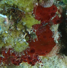 Phorbas amaranthus