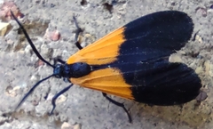 Lycomorpha pholus