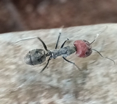 Camponotus singularis