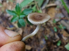 Dennisiomyces