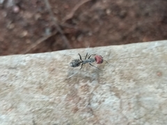 Camponotus singularis