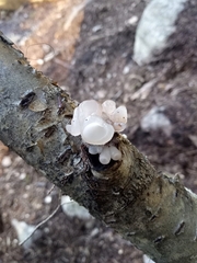 Tremella fuciformis