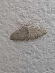 Idaea minuscularia