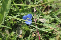 Commelina tuberosa