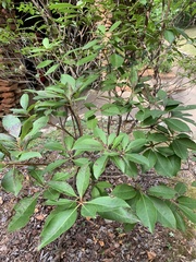 Kalmia latifolia