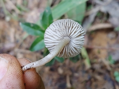 Dennisiomyces