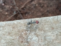 Camponotus singularis