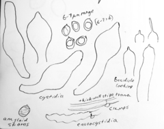 Dennisiomyces