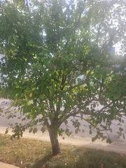 Amelanchier canadensis