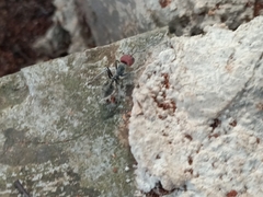 Camponotus singularis