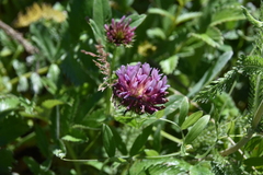 Trifolium wormskioldii