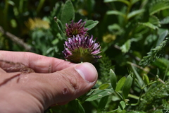 Trifolium wormskioldii