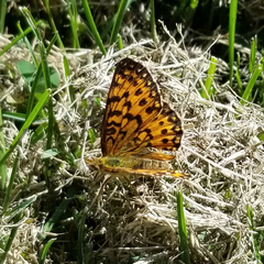 Boloria