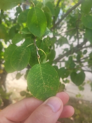 Amelanchier canadensis