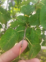 Amelanchier canadensis